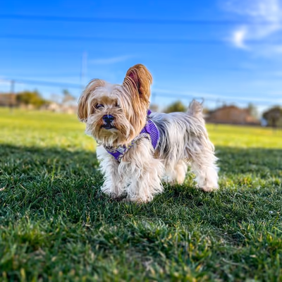 Harada Heritage Dog Park photo 2